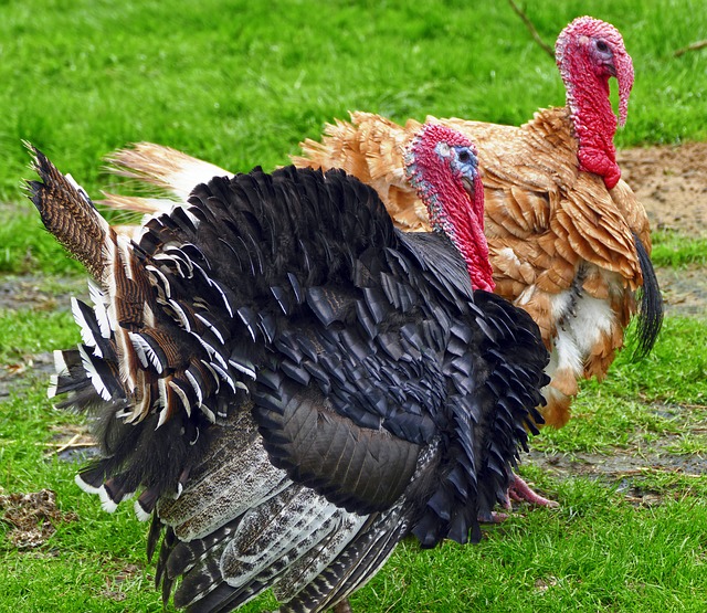 Chicken variety